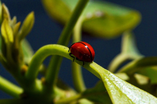 1650322109 471 Attract ladybugs and naturally control pests - Attract ladybugs and naturally control pests