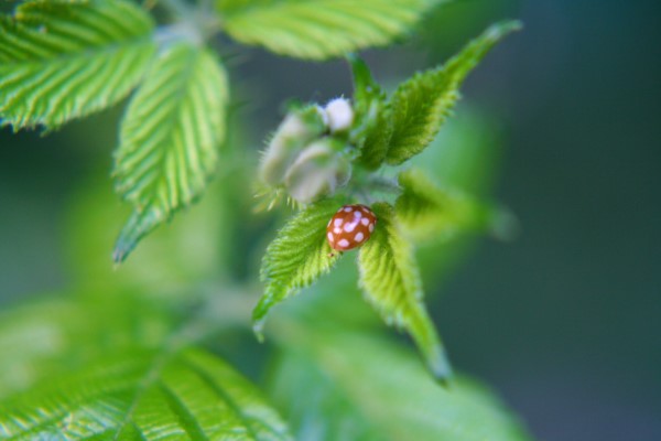 1650322109 480 Attract ladybugs and naturally control pests - Attract ladybugs and naturally control pests