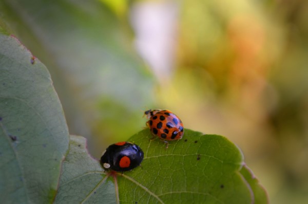 1650322109 660 Attract ladybugs and naturally control pests - Attract ladybugs and naturally control pests