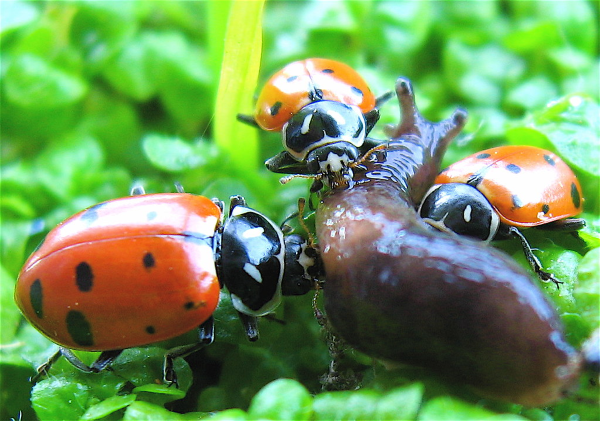 1650322113 484 Attract ladybugs and naturally control pests - Attract ladybugs and naturally control pests