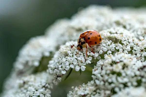 1650322114 203 Attract ladybugs and naturally control pests - Attract ladybugs and naturally control pests