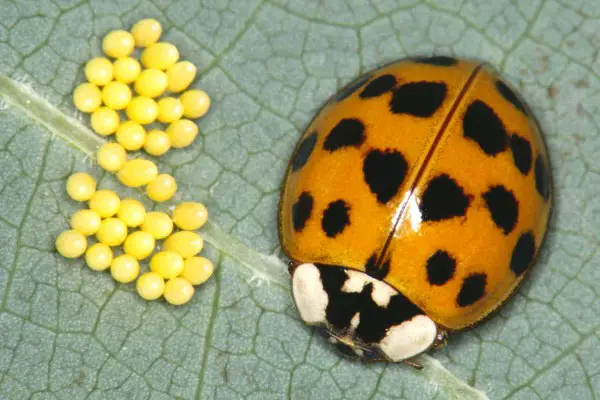 1650322116 775 Attract ladybugs and naturally control pests - Attract ladybugs and naturally control pests