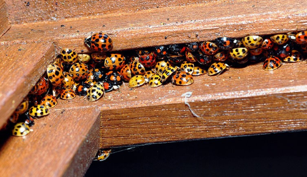 1650322116 819 Attract ladybugs and naturally control pests - Attract ladybugs and naturally control pests