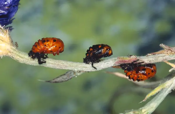 1650322117 136 Attract ladybugs and naturally control pests - Attract ladybugs and naturally control pests