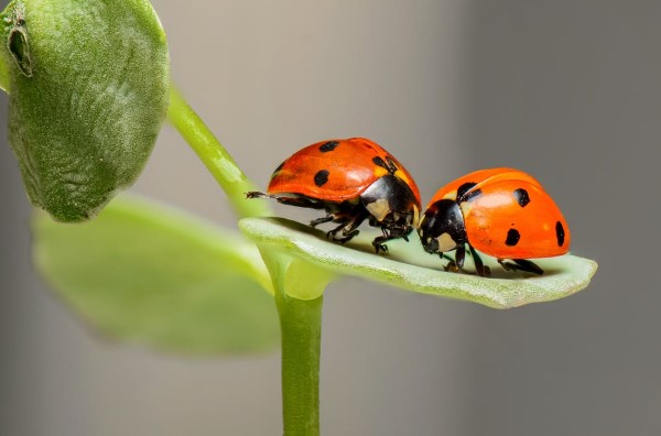 1650322119 18 Attract ladybugs and naturally control pests - Attract ladybugs and naturally control pests