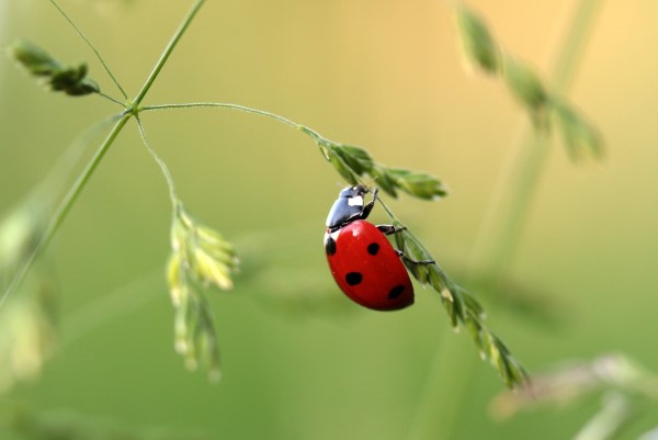 1650322119 652 Attract ladybugs and naturally control pests - Attract ladybugs and naturally control pests