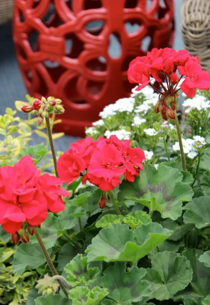1650325766 771 Geraniums enduring beauty for the garden and balcony - Geraniums - enduring beauty for the garden and balcony