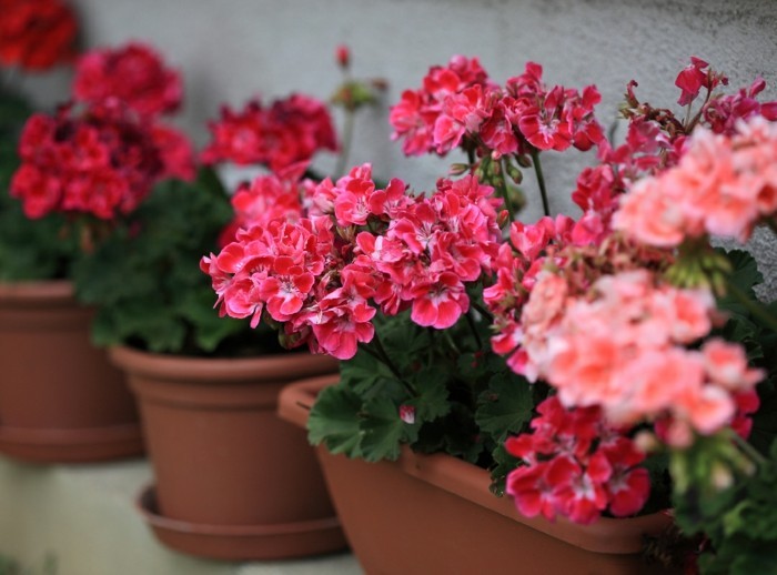 1650325769 676 Geraniums enduring beauty for the garden and balcony - Geraniums - enduring beauty for the garden and balcony