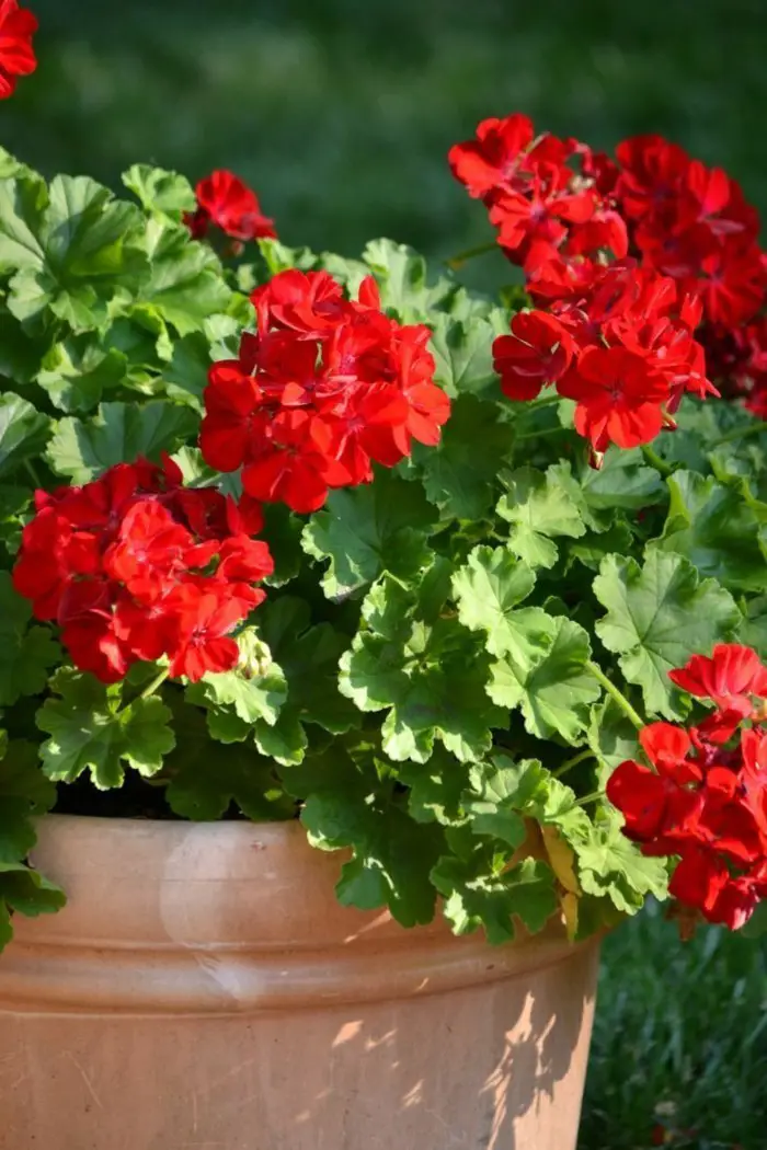 1650325771 217 Geraniums enduring beauty for the garden and balcony - Geraniums - enduring beauty for the garden and balcony