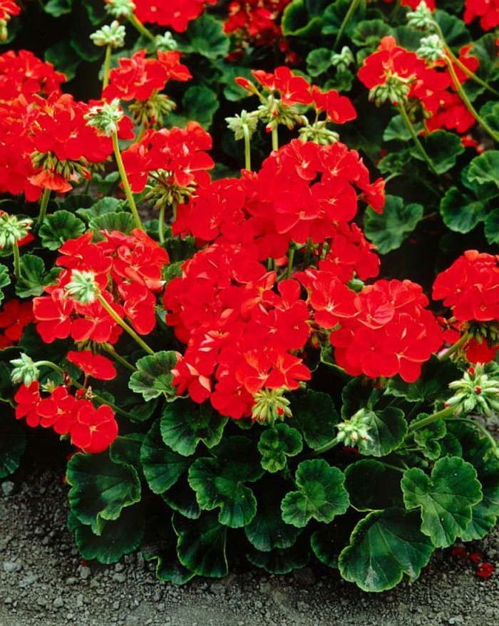 1650325773 208 Geraniums enduring beauty for the garden and balcony - Geraniums - enduring beauty for the garden and balcony