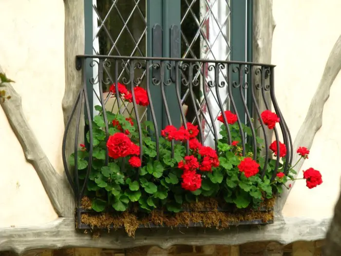 1650325774 451 Geraniums enduring beauty for the garden and balcony - Geraniums - enduring beauty for the garden and balcony