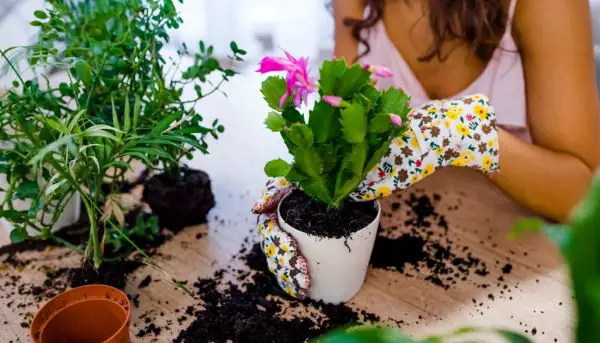 1650357921 406 General tips on how to easily and easily repot your - General tips on how to easily and easily repot your flowers!