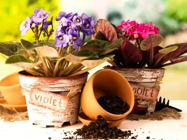 1650357921 776 General tips on how to easily and easily repot your - General tips on how to easily and easily repot your flowers!