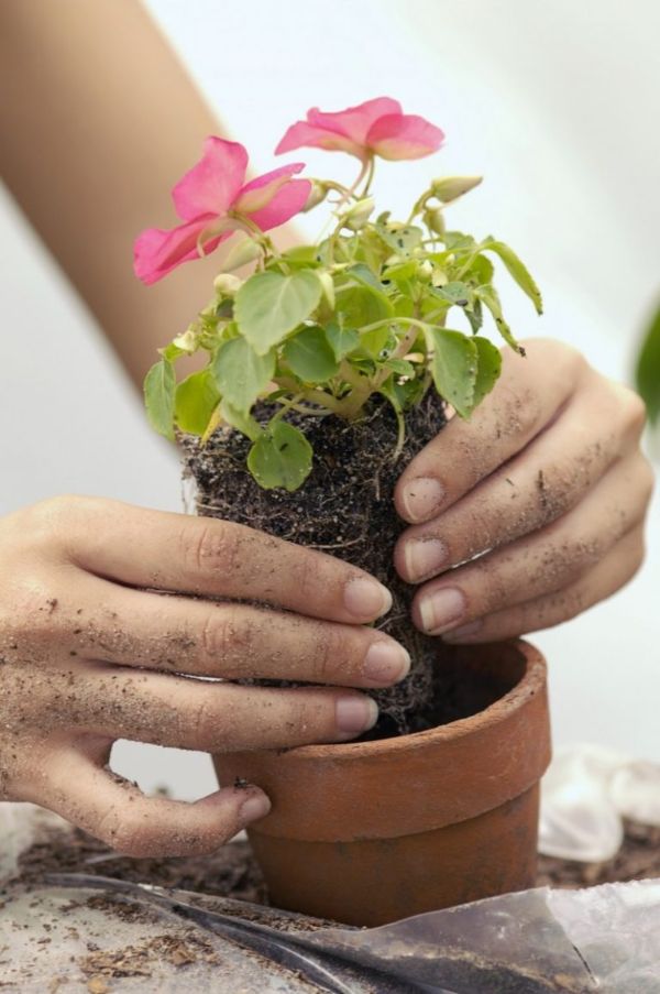 1650357923 20 General tips on how to easily and easily repot your - General tips on how to easily and easily repot your flowers!