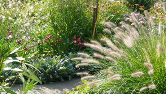 Pennisetum grass in the garden in a sunny spot needs a lot of water in summer