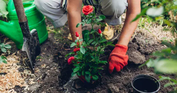 1650444810 950 Coffee grounds as fertilizer for roses Gardening in April continues - Coffee grounds as fertilizer for roses- Gardening in April continues