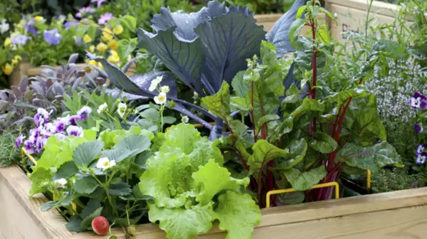 1650467720 192 Create a vegetable bed important tips for gardening in - Create a vegetable bed - important tips for gardening in April