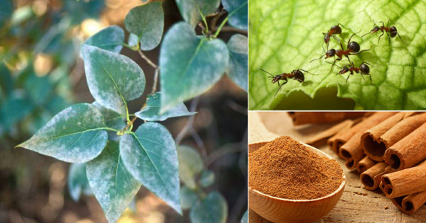 1650494713 860 Cinnamon in the garden 5 incredible reasons to use - Cinnamon in the garden - 5 incredible reasons to use the fragrant spice outside of the kitchen