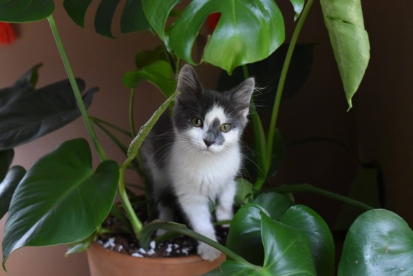 1650501338 692 What plants are poisonous to cats Protect your family and - What plants are poisonous to cats?  Protect your family and pets!