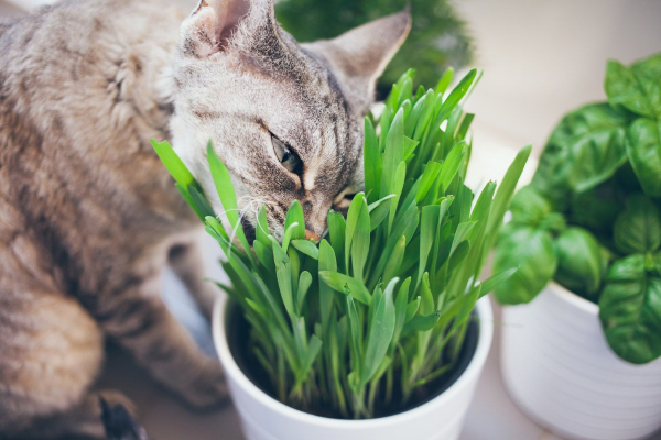 1650501339 596 What plants are poisonous to cats Protect your family and - What plants are poisonous to cats? Protect your family and pets!