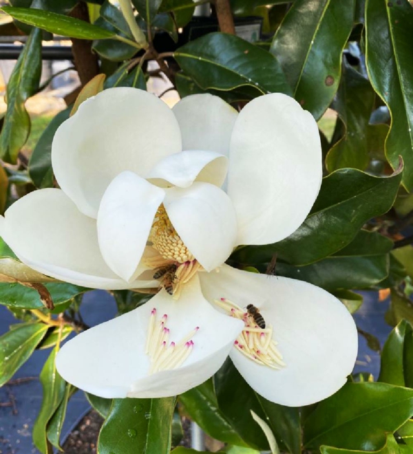 1650506351 303 The evergreen magnolia a real eye catcher in the garden - The evergreen magnolia - a real eye-catcher in the garden