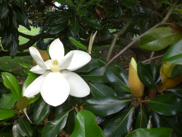 1650506352 110 The evergreen magnolia a real eye catcher in the garden - The evergreen magnolia - a real eye-catcher in the garden