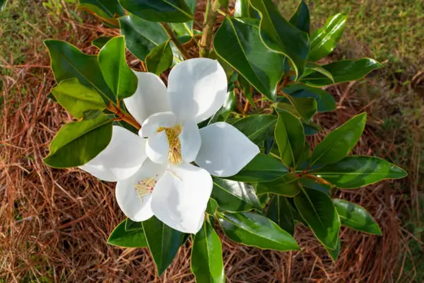 1650506353 812 The evergreen magnolia a real eye catcher in the garden - The evergreen magnolia - a real eye-catcher in the garden
