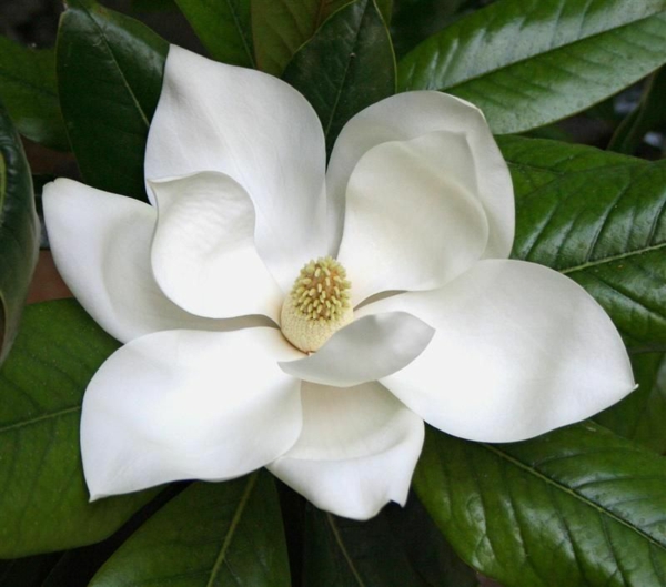 1650506356 931 The evergreen magnolia a real eye catcher in the garden - The evergreen magnolia - a real eye-catcher in the garden