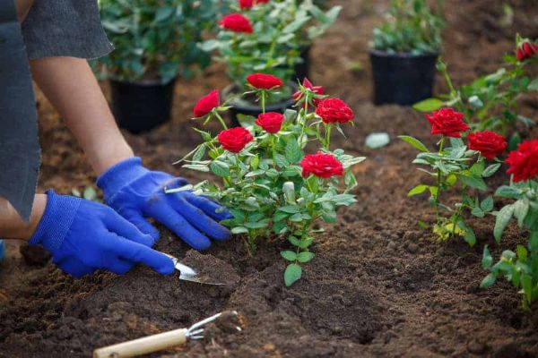 1650513639 689 Transplanting roses With our tips and hints it works easily - Transplanting roses: With our tips and hints it works easily