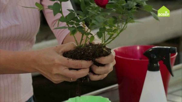 1650513641 168 Transplanting roses With our tips and hints it works easily - Transplanting roses: With our tips and hints it works easily
