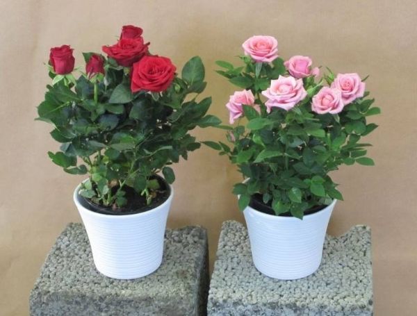 1650513642 687 Transplanting roses With our tips and hints it works easily - Transplanting roses: With our tips and hints it works easily