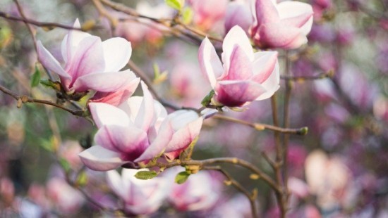 1650545845 193 Magnolia brings some extravagance to the garden - Magnolia brings some extravagance to the garden