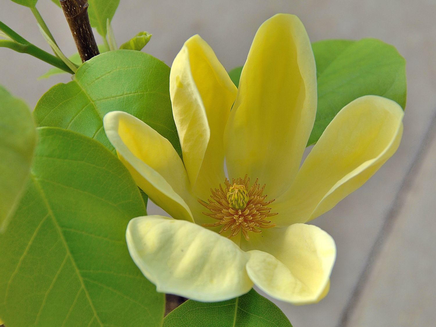 1650545846 86 Magnolia brings some extravagance to the garden - Magnolia brings some extravagance to the garden