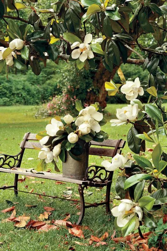 1650545847 715 Magnolia brings some extravagance to the garden - Magnolia brings some extravagance to the garden