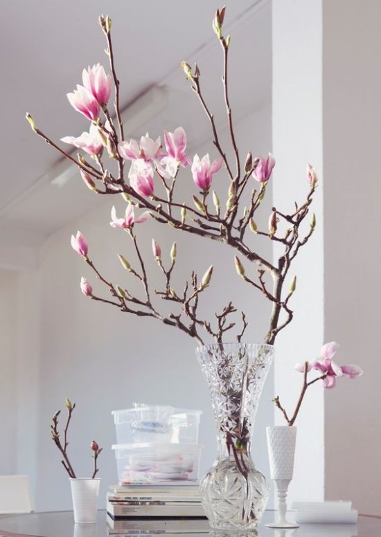 1650545852 274 Magnolia brings some extravagance to the garden - Magnolia brings some extravagance to the garden