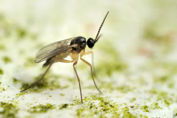 1650549717 614 Fight fungus gnats These home remedies will help you - Fight fungus gnats: These home remedies will help you