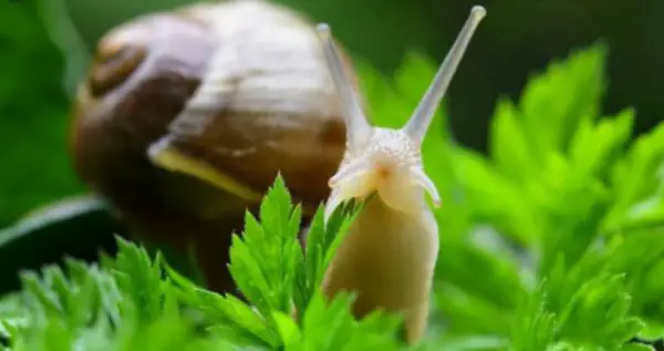 1650558599 535 Fight snails with home remedies the best for your - Fight snails with home remedies - the best for your garden plants