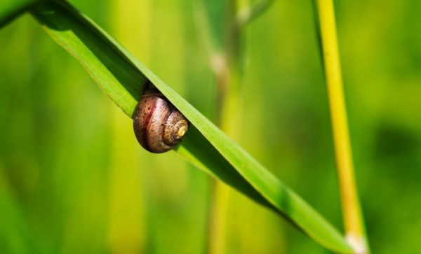 1650558599 608 Fight snails with home remedies the best for your - Fight snails with home remedies - the best for your garden plants