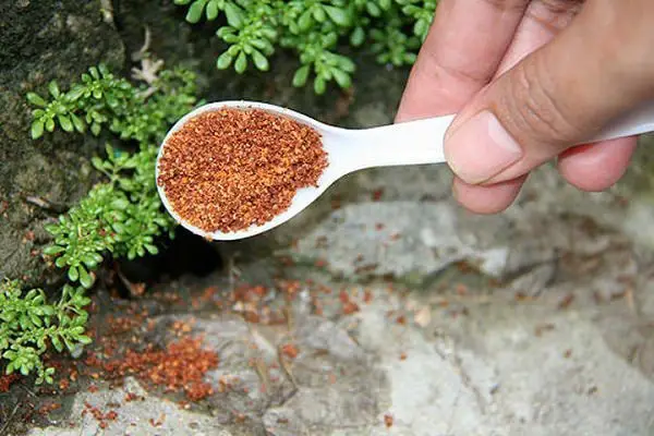 1650710435 748 15 home remedies against ants How to drive the little - 15 home remedies against ants: How to drive the little pests out of the house