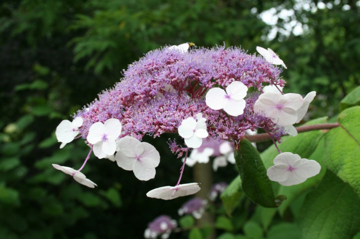 1650793919 781 Matching hydrangea care for significantly more flowers - Matching hydrangea care for significantly more flowers