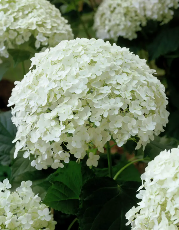 1650793920 665 Matching hydrangea care for significantly more flowers - Matching hydrangea care for significantly more flowers