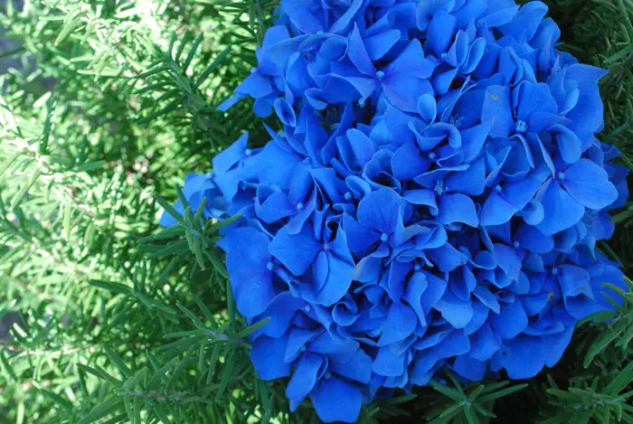 1650793921 283 Matching hydrangea care for significantly more flowers - Matching hydrangea care for significantly more flowers