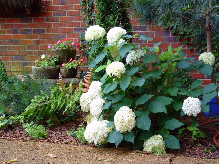 1650793923 455 Matching hydrangea care for significantly more flowers - Matching hydrangea care for significantly more flowers