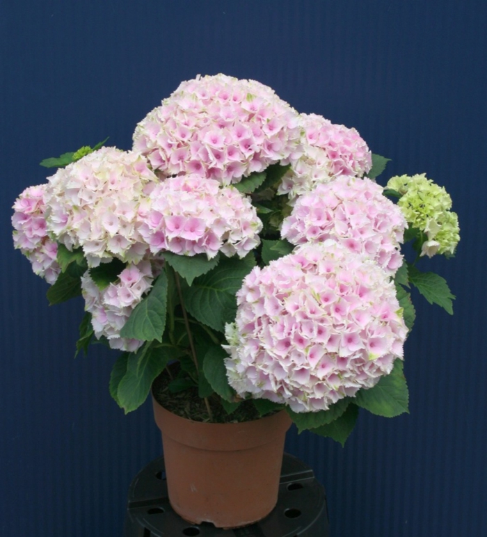 1650793927 50 Matching hydrangea care for significantly more flowers - Matching hydrangea care for significantly more flowers