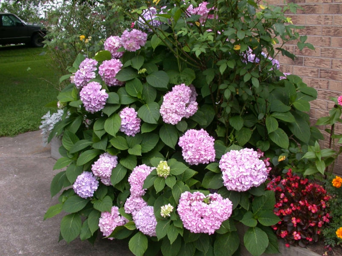 1650793929 890 Matching hydrangea care for significantly more flowers - Matching hydrangea care for significantly more flowers