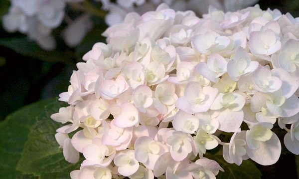 1650797635 244 Pruning hydrangeas is spring the right time for it - Pruning hydrangeas: is spring the right time for it?