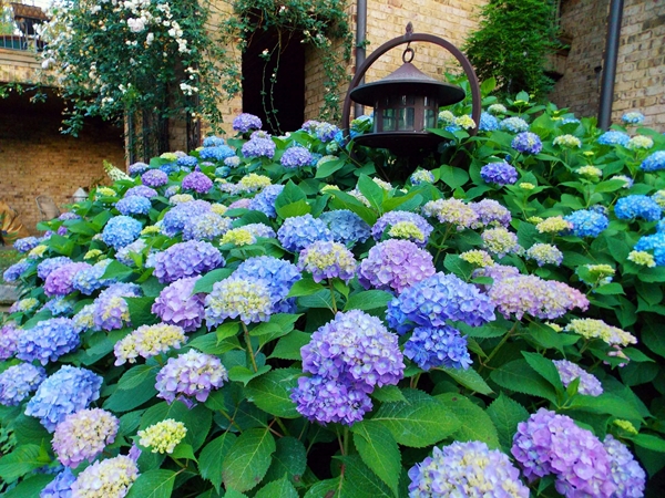 1650797636 550 Pruning hydrangeas is spring the right time for it - Pruning hydrangeas: is spring the right time for it?