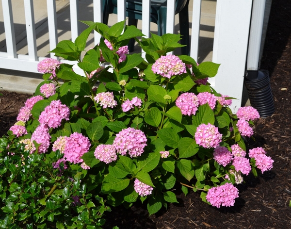 1650797637 486 Pruning hydrangeas is spring the right time for it - Pruning hydrangeas: is spring the right time for it?