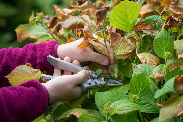 1650797638 21 Pruning hydrangeas is spring the right time for it - Pruning hydrangeas: is spring the right time for it?