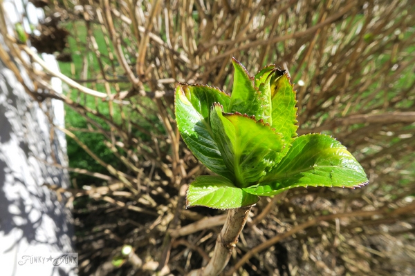 1650797639 592 Pruning hydrangeas is spring the right time for it - Pruning hydrangeas: is spring the right time for it?
